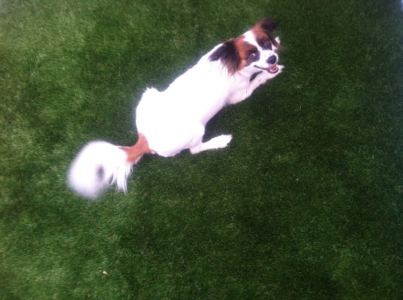 Artificial Grass Solution for Your Pet